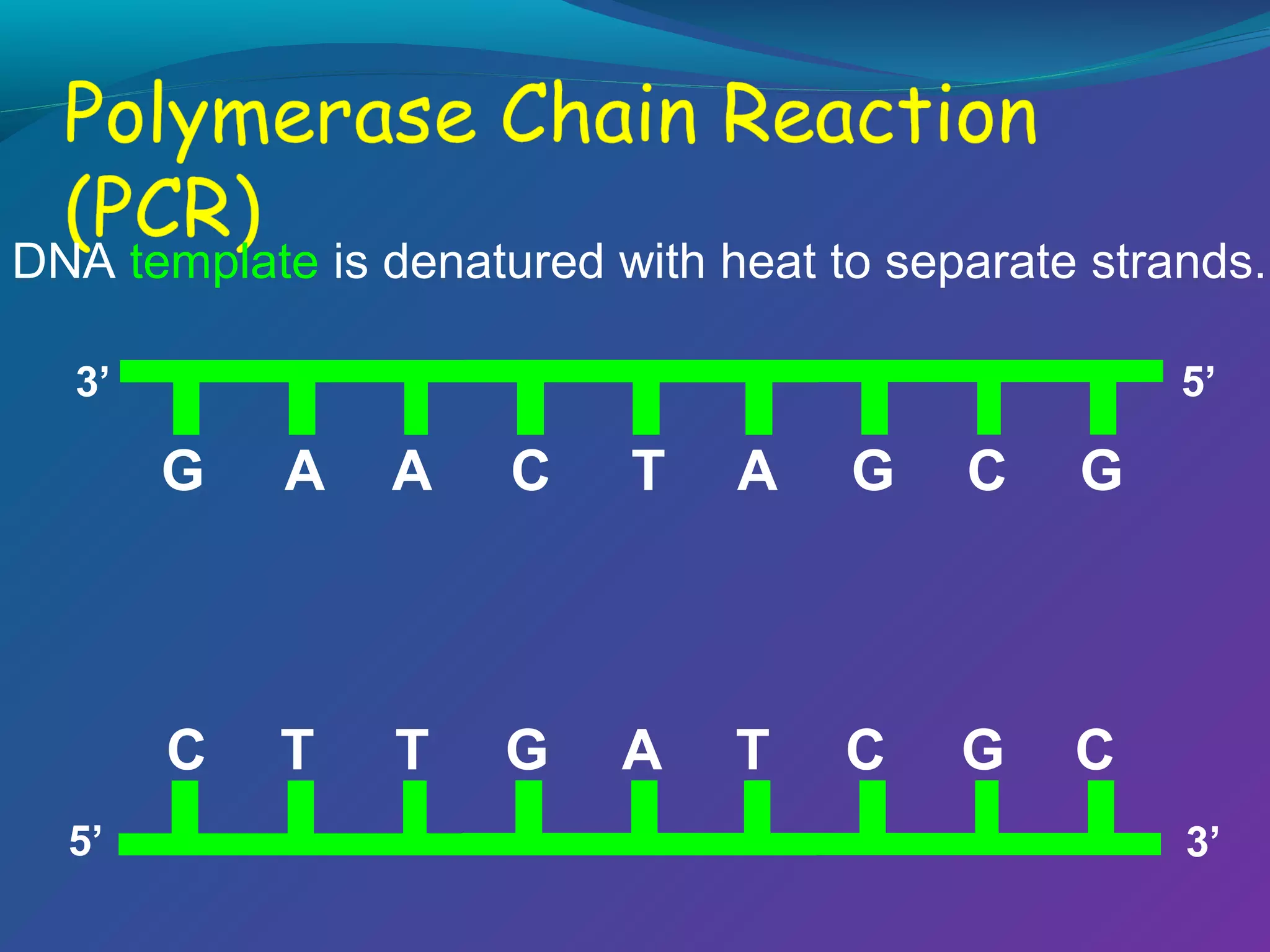 DNA template is denatured with heat to separate strands.
5’

3’

G

A

C

T

A

G

C

G

C
5’

A

T

T

G

A

T

C

G

C
3’

 