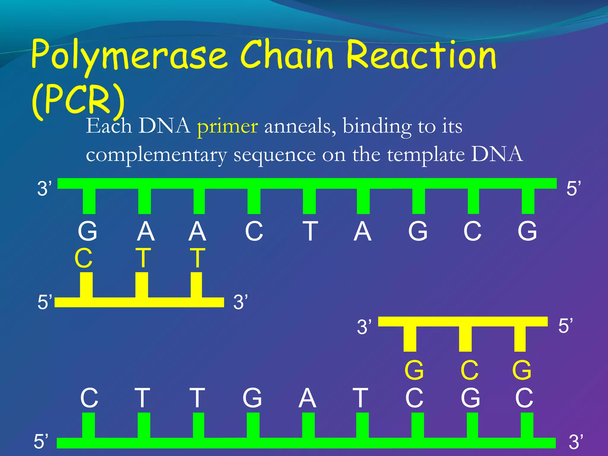 Each DNA primer anneals, binding to its
complementary sequence on the template DNA
5’

3’

G
C

A
T

A
T

5’

C

T

A

G

C

G

3’
5’

3’

C
5’

T

T

G

A

T

G
C

C
G

G
C
3’

 