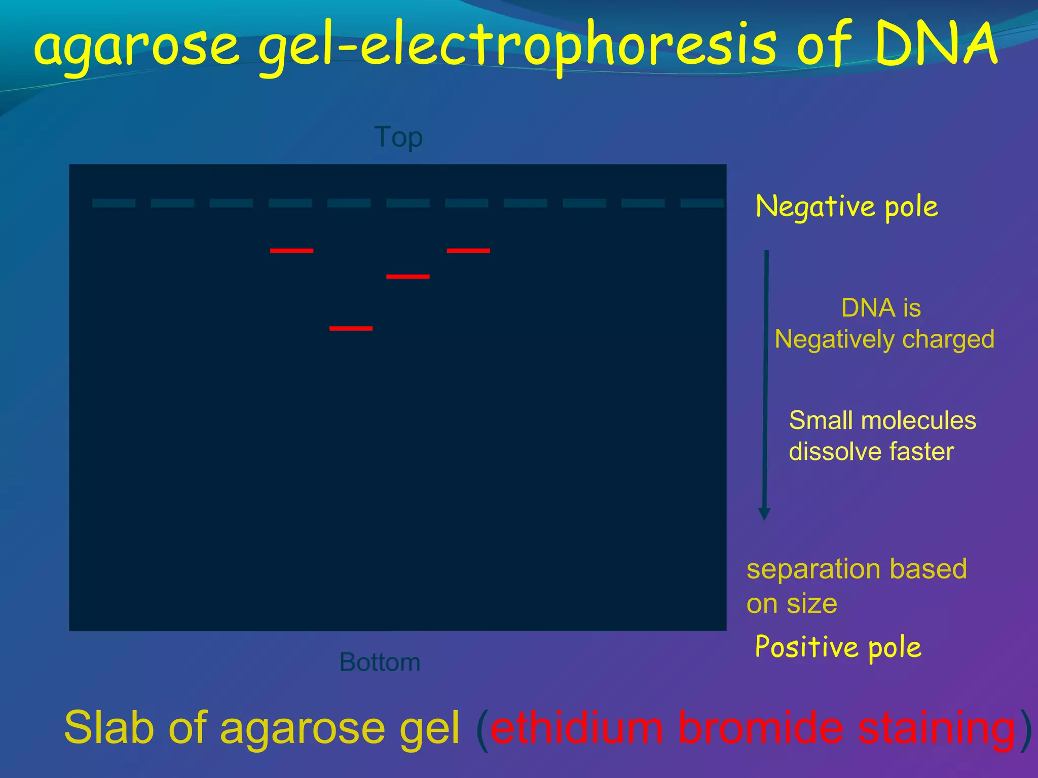 agarose gel-electrophoresis of DNA
Top
Negative pole
DNA is
Negatively charged
Small molecules
dissolve faster

separation based
on size
Bottom

Positive pole

Slab of agarose gel (ethidium bromide staining)

 
