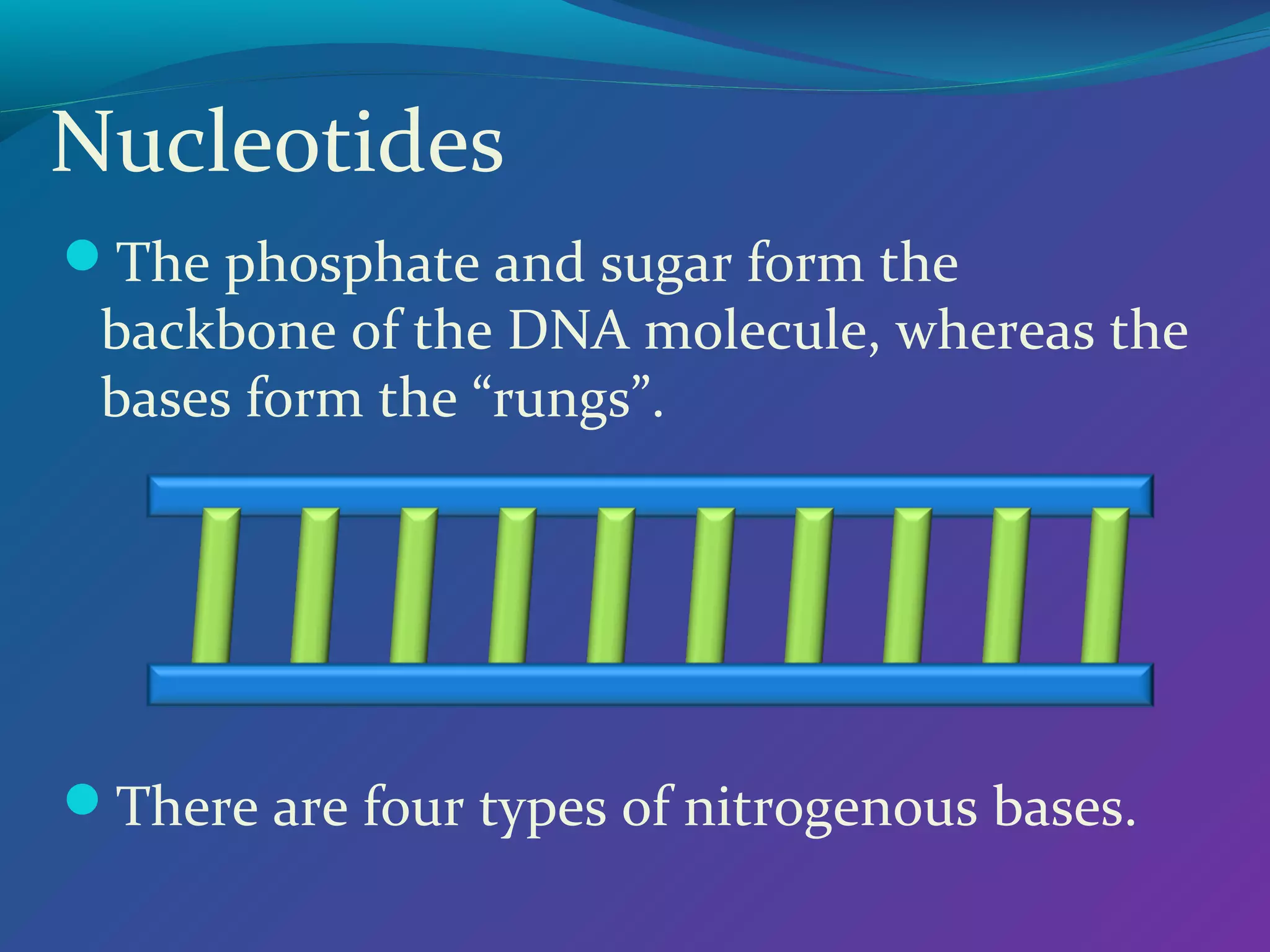 Nucleotides
The phosphate and sugar form the

backbone of the DNA molecule, whereas the
bases form the “rungs”.

There are four types of nitrogenous bases.

 