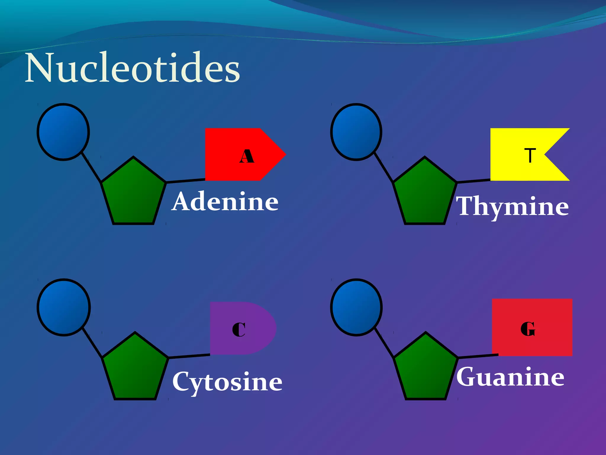 Nucleotides
A

Adenine

C

Cytosine

T

Thymine

G

Guanine

 