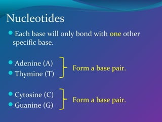 Nucleotides
Each base will only bond with one other

specific base.

Adenine (A)
Thymine (T)
Cytosine (C)
Guanine (G)

Form a base pair.

Form a base pair.

 
