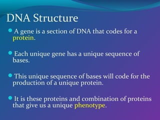 DNA Structure
A gene is a section of DNA that codes for a

protein.

Each unique gene has a unique sequence of

bases.

This unique sequence of bases will code for the

production of a unique protein.

It is these proteins and combination of proteins

that give us a unique phenotype.

 