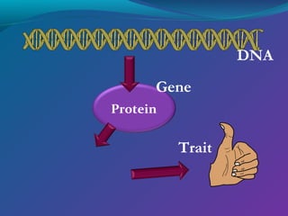 DNA
Gene
Protein

Trait

 