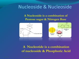 A Nucleoside is a combination of
Pentose sugar & Nitrogen Base

A Nucleotide is a combination
of nucleoside & Phosphoric Acid
03/07/14

Pranabjyoti Das

13

 