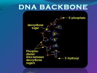 DNA BACKBONE

03/07/14

Pranabjyoti Das

15

 