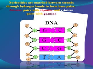 Nucleotides are matched between strands
through hydrogen bonds to form base pairs.
Adenine pairs with thymine and cytosine
pairs with guanine

03/07/14

Pranabjyoti Das

16

 