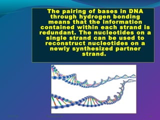 The pairing of bases in DNA
through hydrogen bonding
means that the information
contained within each strand is
redundant. The nucleotides on a
single strand can be used to
reconstruct nucleotides on a
newly synthesized partner
strand.

03/07/14

Pranabjyoti Das

18

 