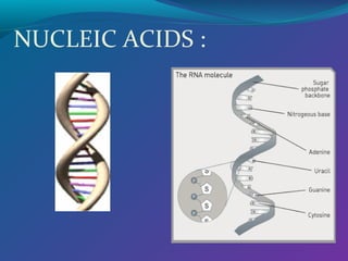 NUCLEIC ACIDS :

 