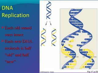  Each old strand
stays intact
 Each new DNA
molecule is half
“old” and half
“new”

Fig. 1-7, p.212

 
