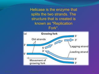 Helicase is the enzyme that
splits the two strands. The
structure that is created is
known as "Replication
Fork".

03/07/14

Pranabjyoti Das

25

 