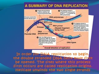 03/07/14

In order for DNA replication to begin,
the double stranded DNA helix must first
be opened. The sites where this process
first occurs are called replication origins.
Helicase unwinds the two single strands 26
Pranabjyoti Das

 