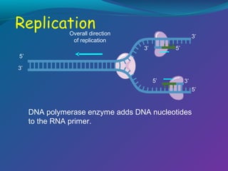 Overall direction
of replication

3’
3’

5’

5’
3’
5’

3’
5’

DNA polymerase enzyme adds DNA nucleotides
to the RNA primer.

 