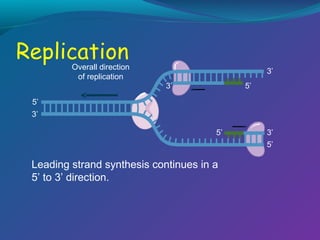 Overall direction
of replication

3’
3’

5’

5’
3’
5’

Leading strand synthesis continues in a
5’ to 3’ direction.

3’
5’

 