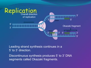 Overall direction
of replication

3’
3’

5’

5’

Okazaki fragment

3’
5’

3’ 5’

Leading strand synthesis continues in a
5’ to 3’ direction.
Discontinuous synthesis produces 5’ to 3’ DNA
segments called Okazaki fragments.

3’
5’

 