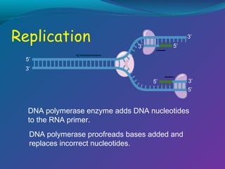 3’
5’

3’
5’
3’
5’

3’
5’

DNA polymerase enzyme adds DNA nucleotides
to the RNA primer.
DNA polymerase proofreads bases added and
replaces incorrect nucleotides.

 