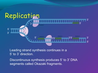 3’
5’

3’
5’
3’
5’

3’5’

3’5’

3’
5’

Leading strand synthesis continues in a
5’ to 3’ direction.
Discontinuous synthesis produces 5’ to 3’ DNA
segments called Okazaki fragments.

 