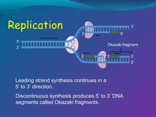 3’
3’

5’

5’

Okazaki fragment

3’
5’

3’ 5’

Leading strand synthesis continues in a
5’ to 3’ direction.
Discontinuous synthesis produces 5’ to 3’ DNA
segments called Okazaki fragments.

3’
5’

 