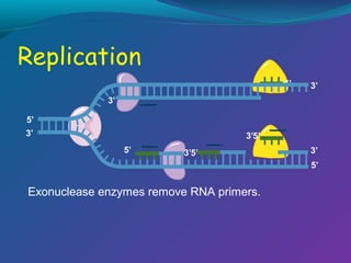 5’

3’

3’
5’
3’

3’5’
5’

3’5’

3’
5’

Exonuclease enzymes remove RNA primers.

 