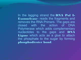 In the lagging strand the DNA Pol IExonuclease- reads the fragments and
removes the RNA Primers. The gaps are
closed with the action of DNA
Polymerase which adds complementary
nucleotides to the gaps and DNA
Ligase which acts as a glue to attach
the phosphate to the sugar by forming
phosphodiester bond.

03/07/14

Pranabjyoti Das

39

 