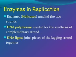 Enzymes in Replication
Enzymes (Helicases) unwind the two

strands
DNA polymerase needed for the synthesis of

complementary strand
DNA ligase joins pieces of the lagging strand

together

 