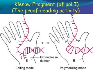 Klenow Fragment (of pol I)
(The proof-reading activity)

 