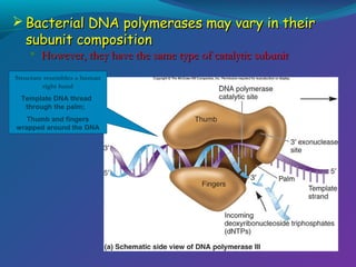  Bacterial DNA polymerases may vary in their
subunit composition


However, they have the same type of catalytic subunit

Structure resembles a human
right hand
Template DNA thread
through the palm;
Thumb and fingers
wrapped around the DNA

 