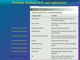 Proteins involved in E. coli replication

Terms to be known

 