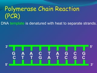 DNA template is denatured with heat to separate strands.

5’

3’

G
C
5’

A
T

A
T

C
G

T
A

A
T

G
C

C
G

G
C
3’

 