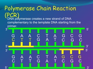 DNA polymerase creates a new strand of DNA
complementary to the template DNA starting from the
primer.
3’

G
C

A
T

A
T

C
G

T
A

A
T

G
C

C
G

G
C
3’
5’

5’
3’

G
C
5’

5’

A
T

A
T

C
G

T
A

A
T

G
C

C
G

G
C
3’

 