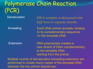 Denaturation

DNA template is denatured with
high heat to separate strands.

Annealing

Each DNA primer anneals, binding
to its complementary sequence
on the template DNA

Extension

DNA polymerase creates a
new strand of DNA complementary
to the template DNA
starting from the primer.

Multiple rounds of denaturation-annealing-extension are
performed to create many copies of the template DNA
between the two primer sequences.

 