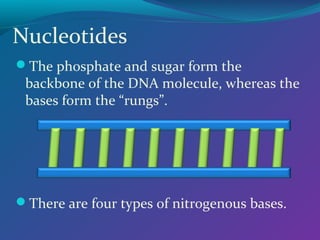 Nucleotides
The phosphate and sugar form the

backbone of the DNA molecule, whereas the
bases form the “rungs”.

There are four types of nitrogenous bases.

 