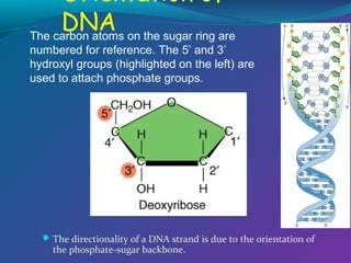 Orientation of
DNA on the sugar ring are
The carbon atoms
numbered for reference. The 5’ and 3’
hydroxyl groups (highlighted on the left) are
used to attach phosphate groups.

 The directionality of a DNA strand is due to the orientation of

the phosphate-sugar backbone.

 