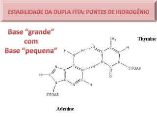 DNA -  A MOLÉCULA DA VIDA.