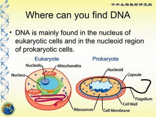 DNA | PPT