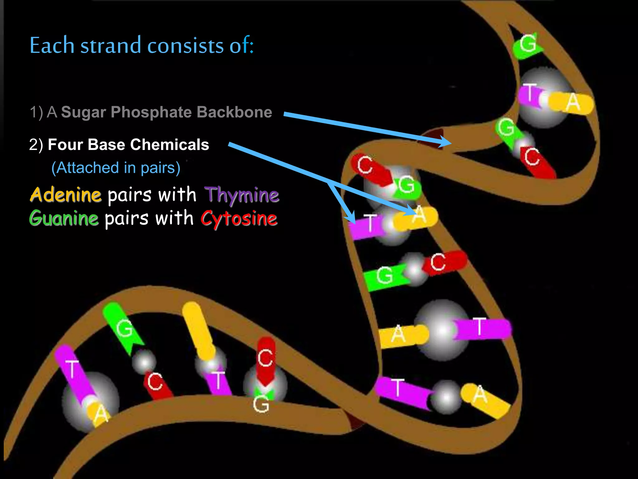 Each strand consists of: 
1) A Sugar Phosphate Backbone 
2) Four Base Chemicals 
(Attached in pairs) 
Adenine pairs with Thymine 
Guanine pairs with Cytosine 
 