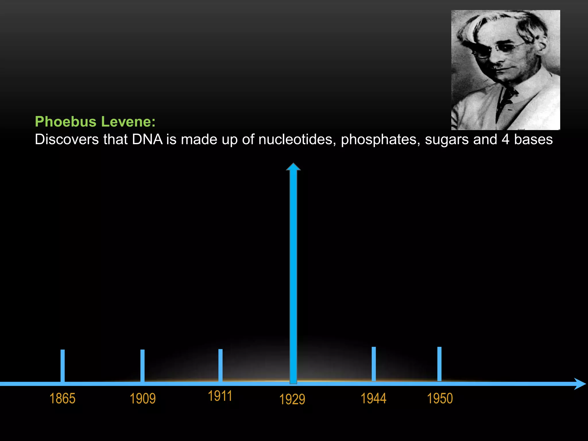 Phoebus Levene: 
Discovers that DNA is made up of nucleotides, phosphates, sugars and 4 bases 
1865 1909 1911 1929 1944 1950 
 