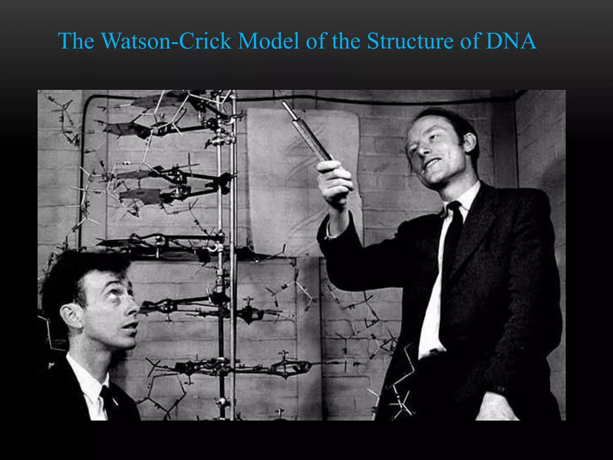 The Watson-Crick Model of the Structure of DNA 
 