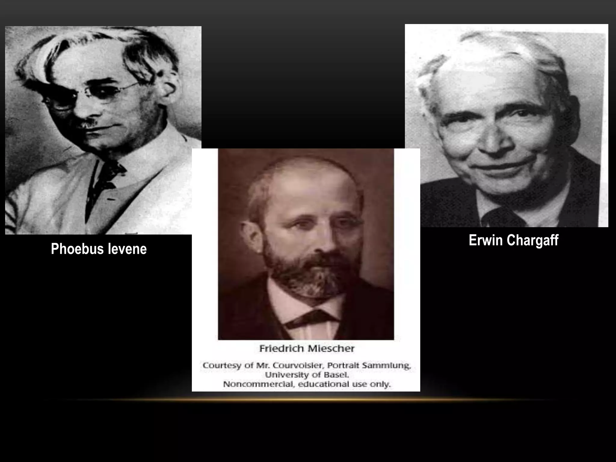 Erwin Chargaff 
Phoebus levene 
 