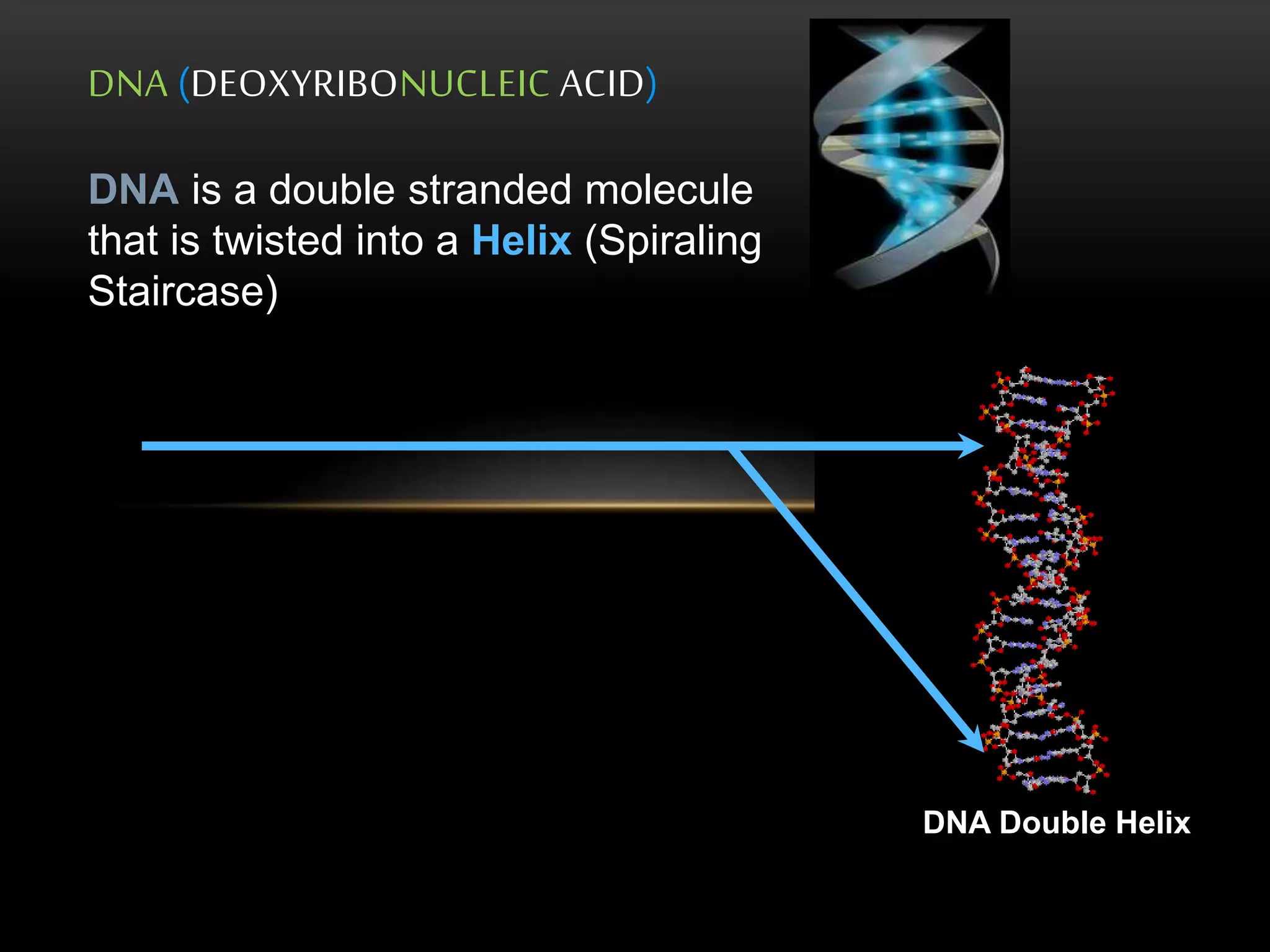 DNA (DEOXYRIBONUCLEIC ACID) 
DNA Double Helix 
DNA is a double stranded molecule 
that is twisted into a Helix (Spiraling 
Staircase) 
 