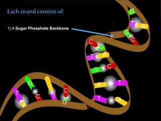 Each strand consists of: 
1) A Sugar Phosphate Backbone 
 