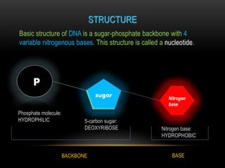 STRUCTURE 
Basic structure of DNA is a sugar-phosphate backbone with 4 
variable nitrogenous bases. This structure is called a nucleotide. 
P 
sugar Nitrogen 
base 
Phosphate molecule: 
HYDROPHILIC 5-carbon sugar: 
DEOXYRIBOSE Nitrogen base: 
HYDROPHOBIC 
BACKBONE BASE 
 