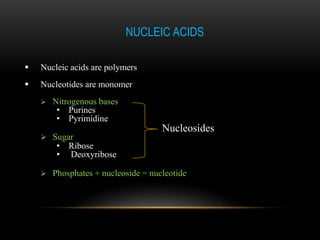 NUCLEIC ACIDS 
 Nucleic acids are polymers 
 Nucleotides are monomer 
 Nitrogenous bases 
• Purines 
• Pyrimidine 
 Sugar 
• Ribose 
• Deoxyribose 
Nucleosides 
 Phosphates + nucleoside = nucleotide 
 