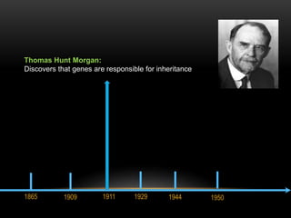 Thomas Hunt Morgan: 
Discovers that genes are responsible for inheritance 
1865 1909 1911 1929 1944 1950 
 