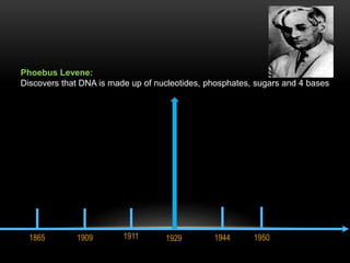 Phoebus Levene: 
Discovers that DNA is made up of nucleotides, phosphates, sugars and 4 bases 
1865 1909 1911 1929 1944 1950 
 