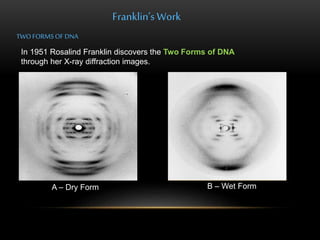 Franklin’s Work 
TWO FORMS OF DNA 
In 1951 Rosalind Franklin discovers the Two Forms of DNA 
through her X-ray diffraction images. 
A – Dry Form B – Wet Form 
 