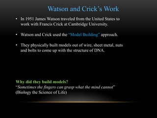 Watson and Crick’s Work 
• In 1951 James Watson traveled from the United States to 
work with Francis Crick at Cambridge University. 
• Watson and Crick used the “Model Building” approach. 
• They physically built models out of wire, sheet metal, nuts 
and bolts to come up with the structure of DNA. 
Why did they build models? 
“Sometimes the fingers can grasp what the mind cannot” 
(Biology the Science of Life) 
 