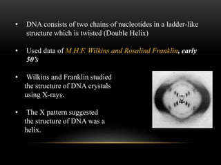 • DNA consists of two chains of nucleotides in a ladder-like 
structure which is twisted (Double Helix) 
• Used data of M.H.F. Wilkins and Rosalind Franklin, early 
50’s 
• Wilkins and Franklin studied 
the structure of DNA crystals 
using X-rays. 
• The X pattern suggested 
the structure of DNA was a 
helix. 
 