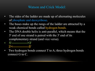 Watson and Crick Model: 
• The sides of the ladder are made up of alternating molecules 
of phosphate and deoxyribose. 
• The bases make up the rungs of the ladder are attracted by a 
weak chemical bonds called hydrogen bonds. 
• The DNA double helix is anti-parallel, which means that the 
5' end of one strand is paired with the 3' end of its 
complementary strand (and vice versa). 
• 5'--------------->3‘ 
3'<---------------5' 
• Two hydrogen bonds connect T to A; three hydrogen bonds 
connect G to C. 
 