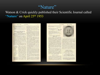 “Nature” 
Watson & Crick quickly published their Scientific Journal called 
“Nature” on April 25th 1953 
 